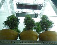 How does plant DNA avoid the ravages of UV radiation?