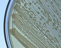 Biological safety lock for genetically modified organisms
