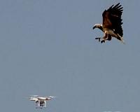Dutch police ground drone-fighting eagles