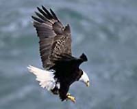 Half of N. American Birds in peril from climate change