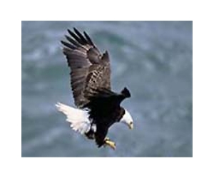Wind farm on hold over bald eagle concerns