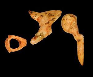 Prehistoric ear bones could lead to evolutionary answers