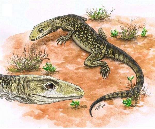 Worlds oldest lizard fossil confirmed as modern squamate