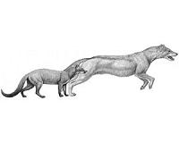 Skull scans reveal how prehistoric dogs caught dinner