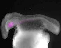 Deeper origin of gill evolution suggests 'active lifestyle' link in early vertebrates