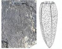 Widespread tetraradial symmetry among early fossil sponges