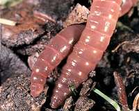 Tillage farming damaging earthworm populations