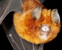 Field Museum study reveals evolution of malaria
