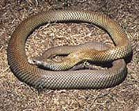 Three Bitten As Australia Drought Brings Out Snakes