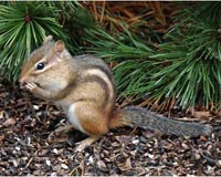 Climate Change Driving Michigan Mammals North