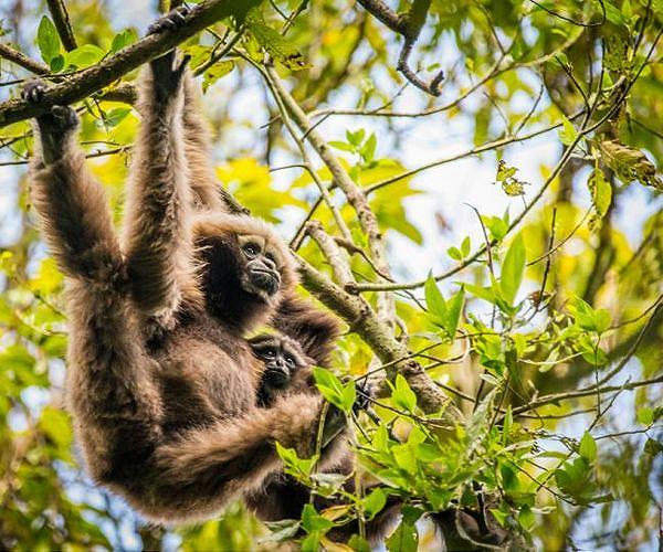 India seizes endangered primates found in checked bag