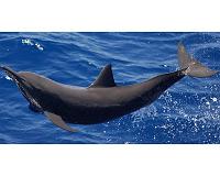 New study highlights hidden values of open ocean