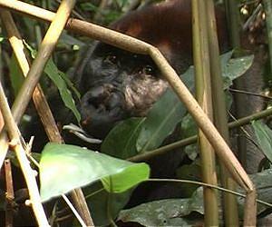 Search for mountain gorillas after DR Congo fighting