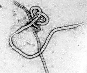 Scientists question the designation of some emerging diseases