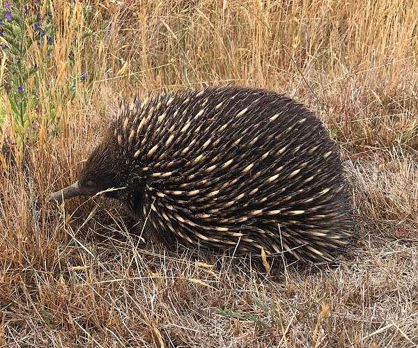 Ancient bone discovery suggests aquatic origins for echidnas