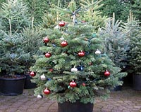 Lithuania wraps tree in plastic to protest Christmas consumerism