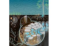 Study finds that plant growth responses to high carbon dioxide depend on symbiotic fungi