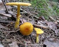 Psychedelic mushrooms enable a hyperconnected brain