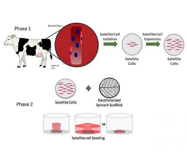 Decellularized spinach serves as an edible platform for laboratory-grown meat