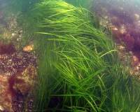 Seagrass thrives surprisingly well in toxic sediments