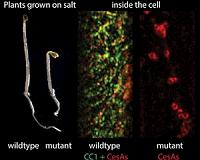 Plants also suffer from stress
