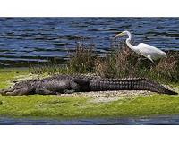 In dangerous tradeoff, birds ally with alligators: study