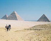 Egypt pig killings could affect tourism: welfare group