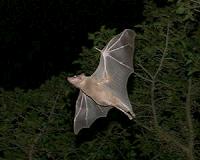 Bats do it, dolphins do it - now humans can do it, too