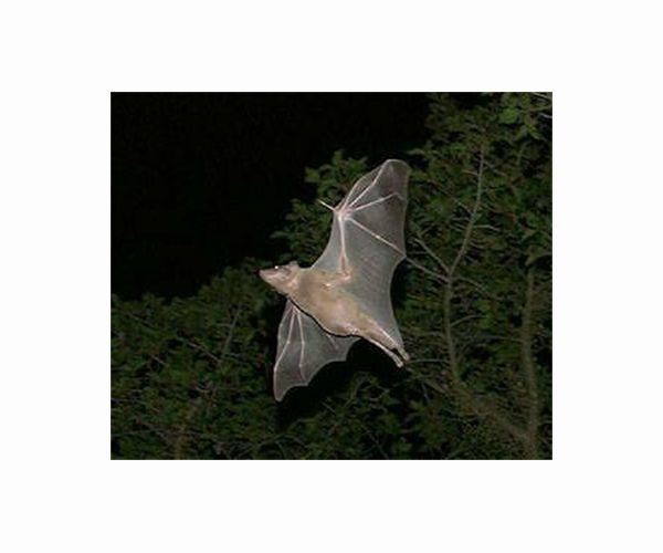 Urban environments prompt fruit bats to diversify diet, study says