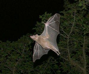 X-rays reveal the energy-storing secrets of bat flight