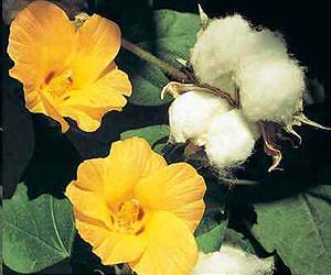 Reduced tillage doesn't mean reduced cotton yields under drip irrigation