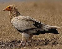 The guts of vultures harbor microbes deadly to humans