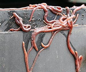 Forests under threat from exotic earthworm invasion