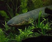 Electric eels deliver Taser-like shocks