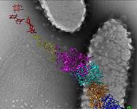 Electricity-conducting bacteria yield secret to tiny batteries, big medical advances