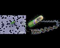 Microorganisms in the subsurface seabed on evolutionary standby