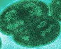Researchers Uncover Protection Mechanism Of Radiation-Resistant Bacterium