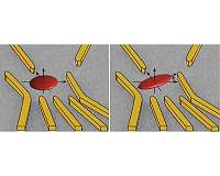 The geometry of an electron determined for the first time