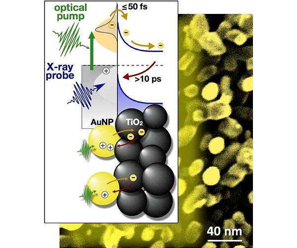 Scientists capture candid snapshots of electrons harvesting light at the atomic scale