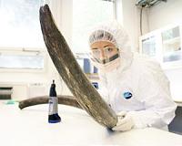 Woolly mammoth genomes offer insight into their history and extinction