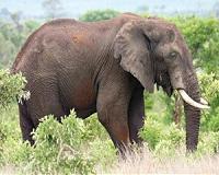 Elephants boost tree losses in South Africa's largest savanna reserve