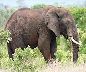 WWF Indonesia calls for probe into elephant death