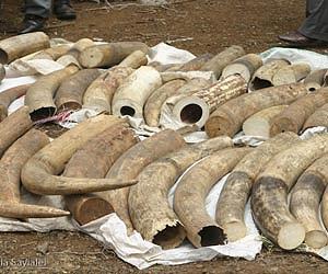 French customs announce major ivory haul