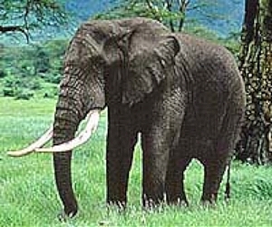 Elephant kills US woman and her child in Kenya