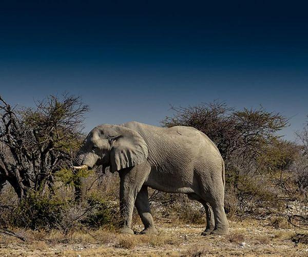 Namibia sells just a third of the elephants put on auction