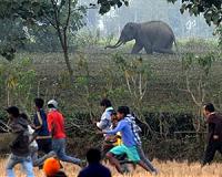 Sri Lanka's latest status symbol, a baby elephant