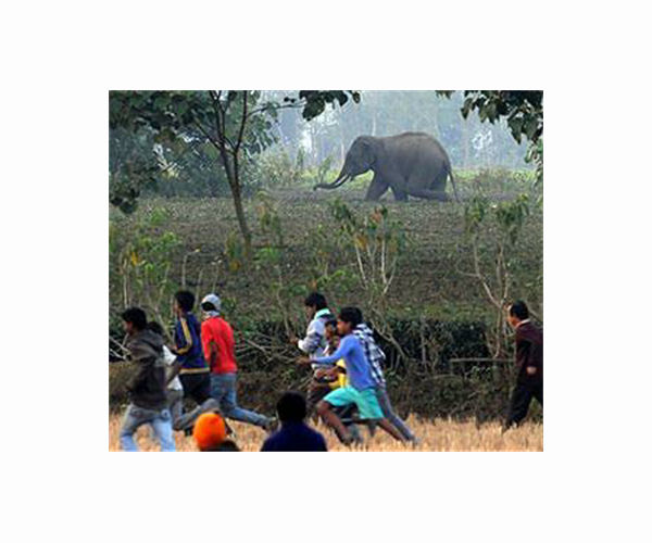 Fears for Bangladesh elephants after spate of killings