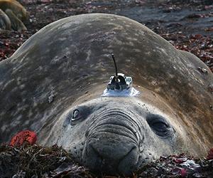 Arctic marine mammals and fish populations on the rise