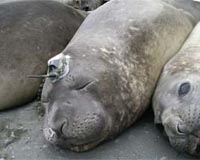 Southern Ocean Seals Dive Deep For Climate Data
