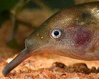 Elephantnose fish has a small brain but astounding performance